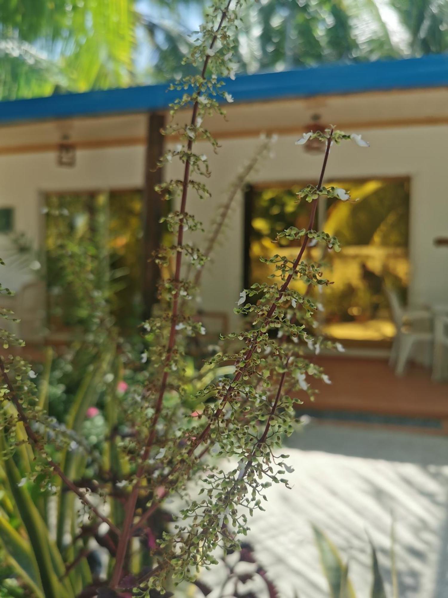 Blue Water Thoddoo Inn Pokój zdjęcie